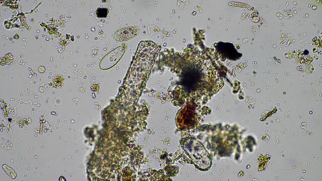 microorganisms and soil biology, with nematodes and fungi under the microscope