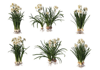 Fototapeta premium Shrubs and flower on a transparent background 