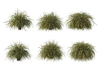 Shrubs and flower on a transparent background
