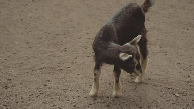 Pygmy goats small breed of domestic goat