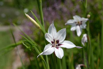 Fototapeta premium グラディオルス・ミュリエラエ