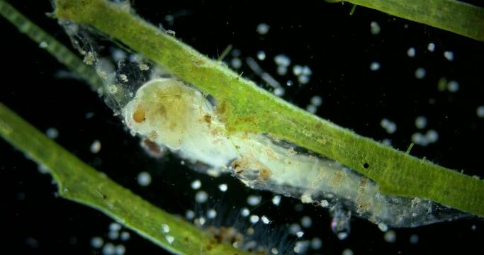 Pupa larva of a mosquito under a microscope, order Diptera, an adult mosquito will appear in a few days. Internal organs are visible.