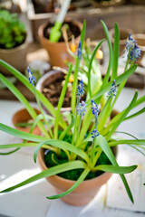 Potted flower seedlings growing in biodegradable peat moss pots on white wooden background. Zero waste, recycling, plastic free gardening concept background.