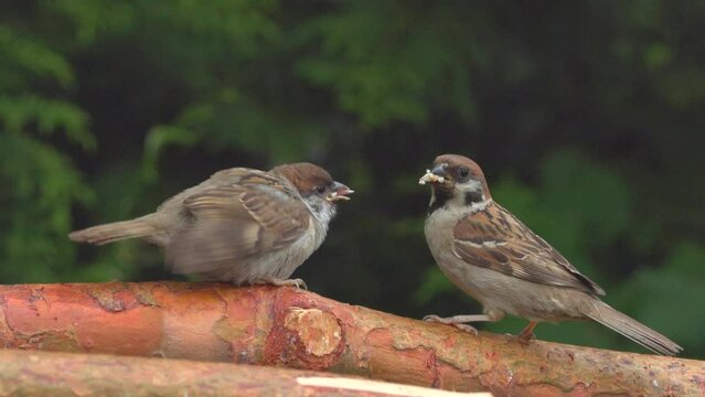bird tree sparrow parent feed chick on branch fly away natural world norway