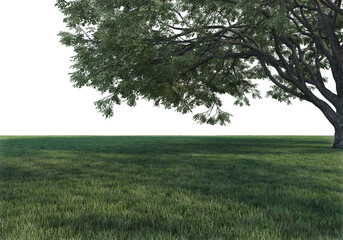 Fototapeta premium Lawns and trees on a transparent background 