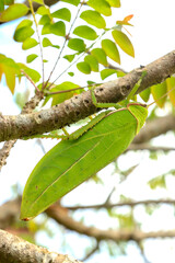 Fototapeta premium big green grasshopper Live in nature, in the trees, harmoniously in the environment. see details of wings and a macro body green, animal, insect, leaf-like, beautiful during the day in summer science 