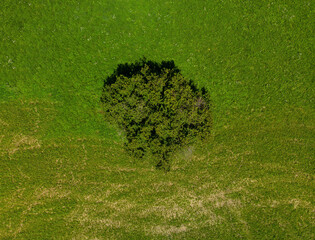 Single tree from above
