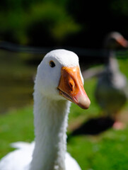 portrait of a goose