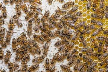 Pszczoły miodne na plastrze z miodem. Plaster miodu i pszczoły. Apis mellifera. Miodek i pszczoły. Pszczeli miód. Plaster wosku. Makro pszczoły na plastrze z miodem. Dojrzały miód pszczeli w plastrze.