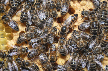 Królowa pszczół. Pszczela matka. Królowa pszczół w towarzystwie opiekunek, chodząca po plastrze. Plaster czerwiu i matka pszczela. Zakryty czerw pszczeli. Pszczoła miodna w ulu. Apis mellifera. - obrazy, fototapety, plakaty