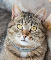 Naklejka premium Domestic cat, playful kitty in the garden during the summer