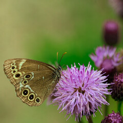 Obraz premium Lepidopter butterfly on a thistle flower in a meadow