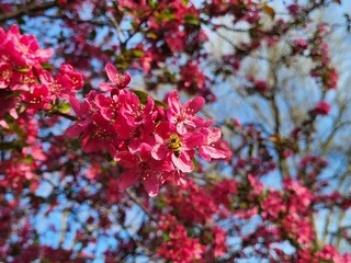 pink flowering crabapple tree blossoming in spring