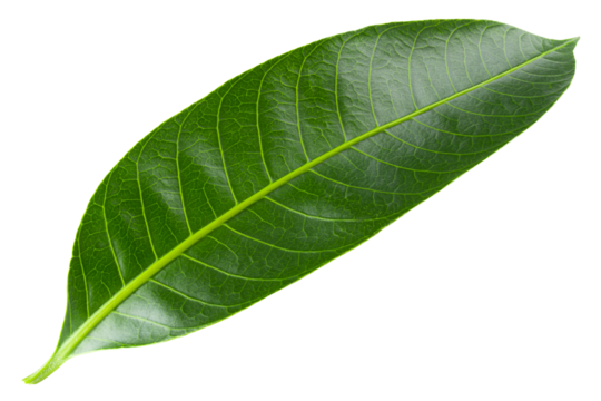 Marian plum leaves isolated on alpha background