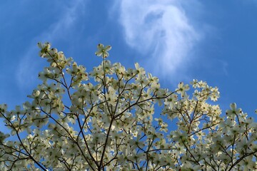 blossoming dogwood tree in spring