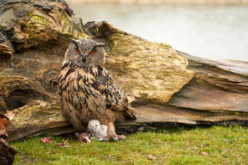 Wild Eurasian Eagle Owls outside their nest. Mother and white chick, they eat a piece of meat