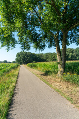 Tree along former railway between Doetinchem - Hengelo built by GOLS in The Netherlands, just outside of Zelhem.