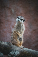 standing meerkat