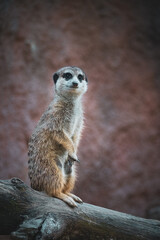 standing meerkat