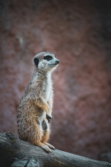 standing meerkat