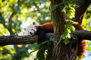 red panda on the tree