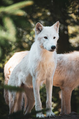 Obraz premium arctic wolf