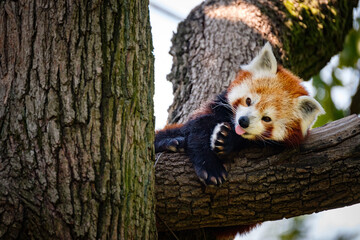 red panda on the tree