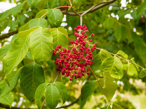 Tetradium daniellii  ou arbre à miel aux follicules luisantes en corymbes rouge vif au bout de branches au feuilles pointues, vernissées et veloutées vert bleuté, marge ondulée 