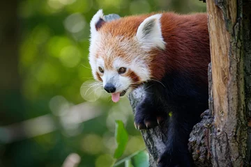 Poster red panda on the tree © Jim Barris