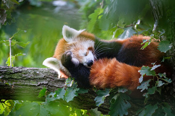 red panda on the tree