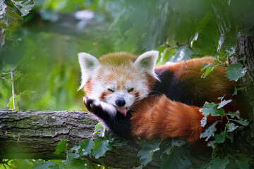 red panda on the tree