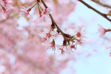 pink cherry blossom in spring, sakura
