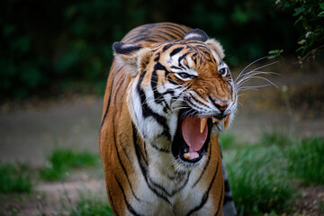Fototapeta na wymiar portrait of tiger