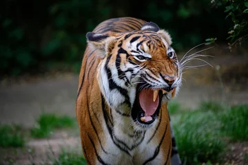 Foto auf Glas portrait of tiger © Jim Barris