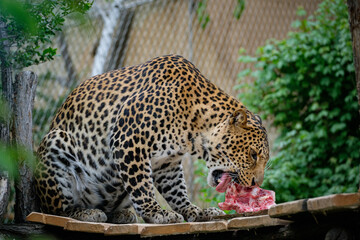 leopard eating meat from bones