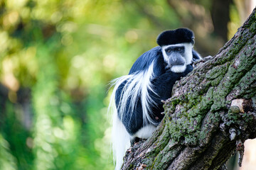 guereza mauntled, primate, monkey