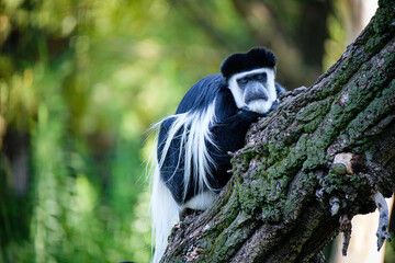 guereza mauntled, primate, monkey