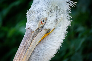 portrait of pelican