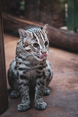 portrait of a fishing cat
