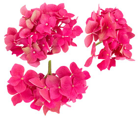 part of pink hydrangea inflorescence in different angles isolated on transparent background from white