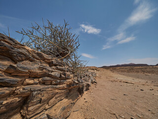 Petrified tree in the arid region of Damaraland Namibia