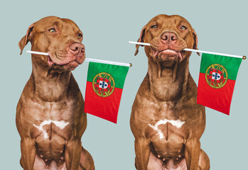 Lovable, pretty dog and Portuguese Flag. Closeup, indoors. Photo collage. Congratulations for...