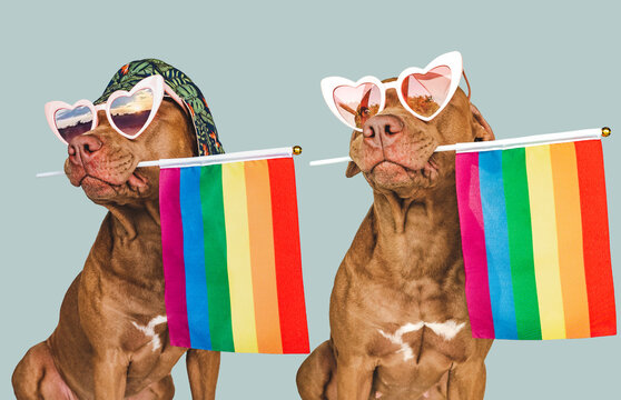Lovable, pretty dog and Rainbow Flag. Close-up, indoors. Studio photo. Congratulations for family, loved ones, relatives, friends and colleagues. Pet care concept