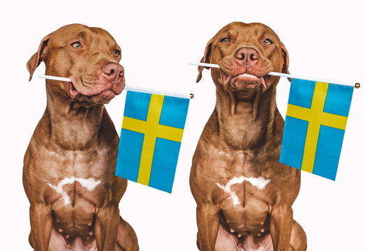 Lovable, pretty dog and Swedish Flag. Closeup, indoors. Photo collage. Congratulations for family, loved ones, relatives, friends and colleagues. Pet care concept