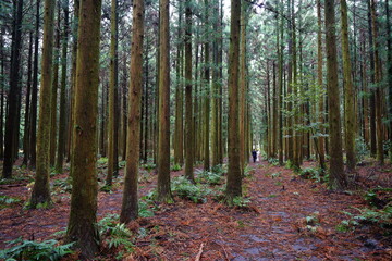 autumn cedar forest and people