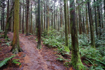 cedar woods and pathway in autumn