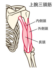 上腕三頭筋、上腕の筋肉、前腕を伸展する作用、名称あり