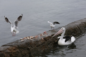 Pelican and birds feeding at dawn near Brisbane Australia
