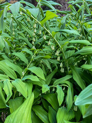 Garden Solomon's-seal