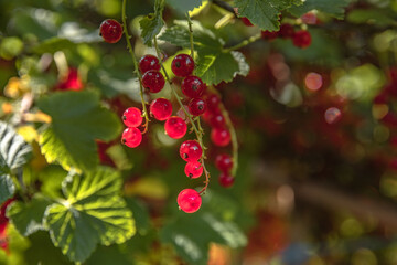 red berries on a branch